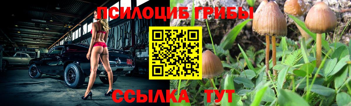 Псилоцибиновые грибы Psilocybe  что такое   Воскресенск  Вход с VPN 